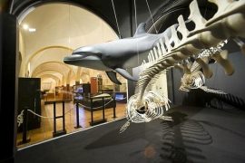 museo-de-historia-natural